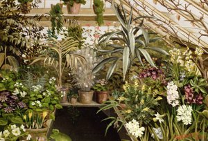 The Conservatory by W.C. Jarvis